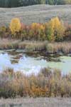 Autumn Colors In A Marsh