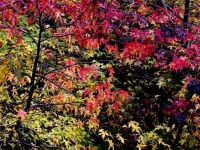 Autumn Fall Leafy Background