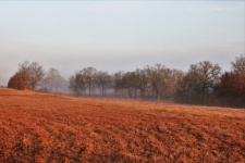 Autumn Field And Fog