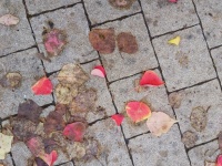 Autumn Leaves On Pavement