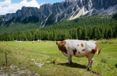 Mountain Landscape, Cow, Mountains