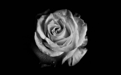 Black And White Photo, Rose, Bud