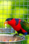 Black Capped Lory