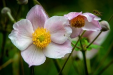 Flower, Anemone Sylvestris