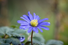 Flower, Blue Anemone
