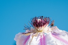 Flower Clematis