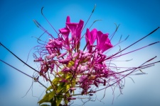 Flower, Cleome Spinosa