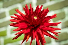 Flower, Dahlia