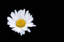 Flower Daisy