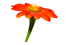 Flower, Mexican Sunflower