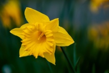 Flower, Daffodil