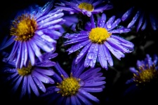 Flowers, Aster
