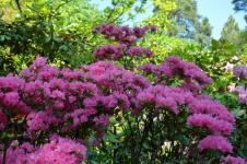 Blooming Rhododendrons