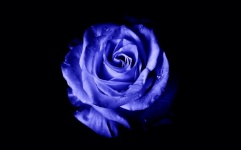 Blue Rose, Bud, Rose, Blue, Flowers