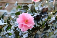 Camellia, Pink Flower