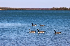 Canada Geese At Lake Murray