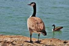 Canada Geese At Lake