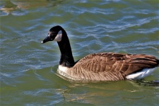 Canada Goose Close-up In Water