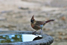 Cardinal At Bird Bath