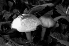 Mushrooms And Dead Leaves
