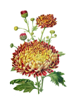 Chrysanthemum Flower Vintage Clipart