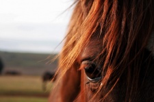 Close View Of A Brown Horse&039;s Eye