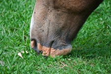 Close View Of Horse Grazing