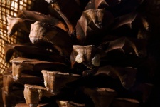 Close View Of Pine Cone With Gum