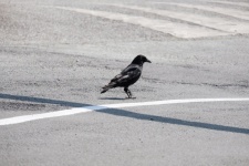 Crow In The Street