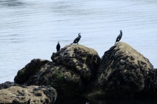 Cormorants On The Rocks