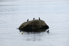Cormorants On A Rock