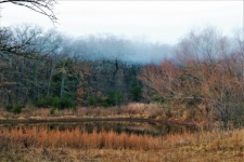 Country Pond And Fog