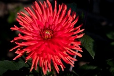 Dahlia, Red Flower