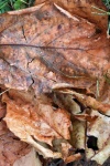 Detail On Dry Fallen Damaged Leaves