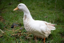 Animal Goose