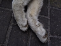 Dog Paws