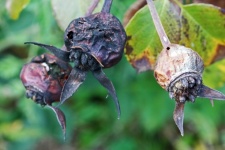 Dry Decaying Rosehips On A Rosebush