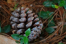 Dry Pine Cone Amongst Dry Needles