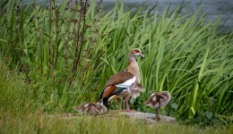 Egyptian Geese, Geese