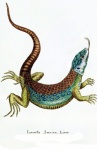 Lizard Lizard Vintage Poster