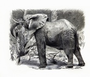 Elephant Lithograph Vintage Art