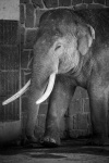 Elephant In Black And White