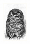 Owl Vintage Illustration Old
