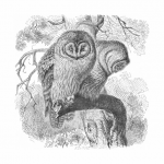Owls Vintage Illustration Old