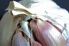 Exposed Pink Cloves Inside Garlic