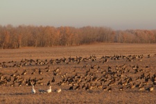 Field Full Of Canadian Geese