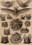 Bats Vintage Art Poster
