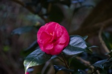 Flower, Camellia