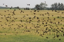 Flock Of Black Birds