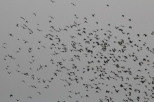 Flock Of Black Birds